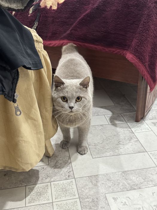 Продам британца кота