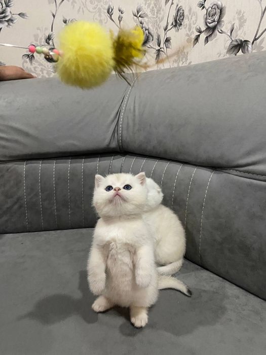 Mushuk bolasi sotiladi bitaniskiy serebristiy shinshila qiz o'g'l bor