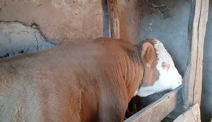 Продам Быков КРС