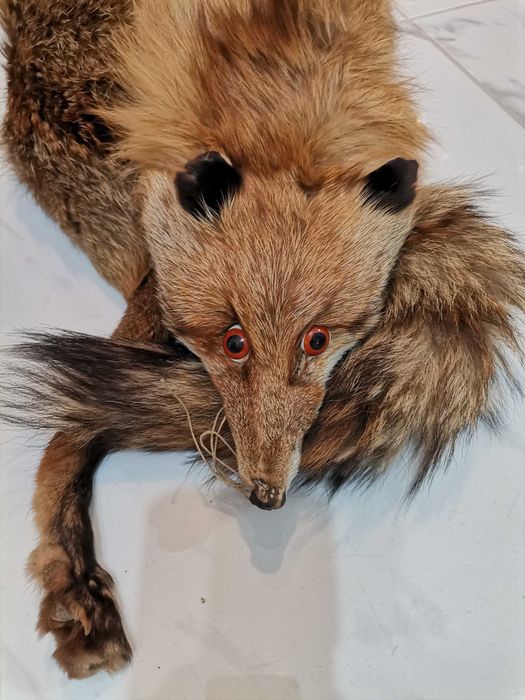 Лисица естествена кожа, яка