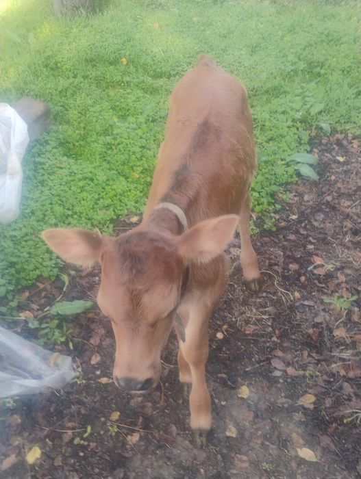 Продавам женско джарсе