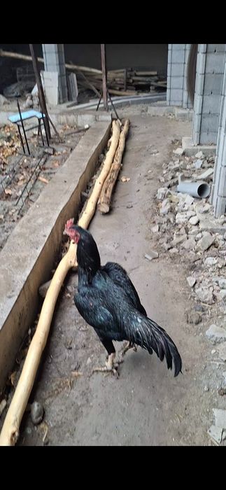 Xoroz makiyon, xoroz ishonchli oynasa xam buladi makkisi tuxumda