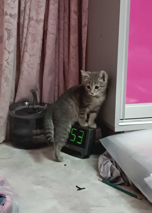 САНДРА -  котенок 1,5 мес.