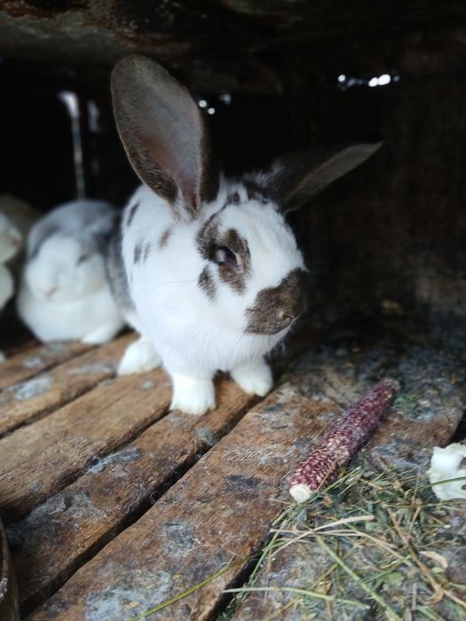 Vand iepuri crescuti de casa 200ron bucata