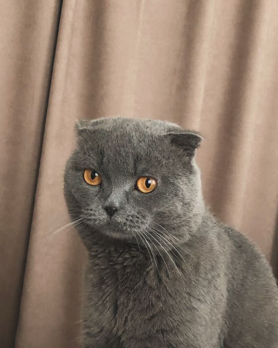 Отдам кота в добрые руки