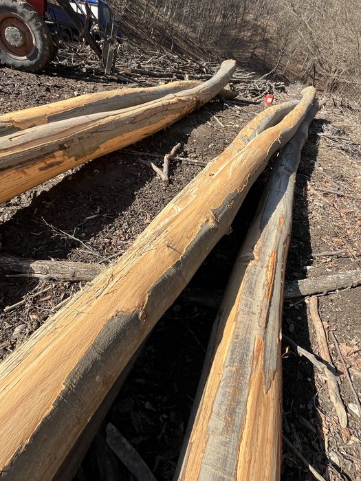 Vând lemne de foc uscate sau verzi !!