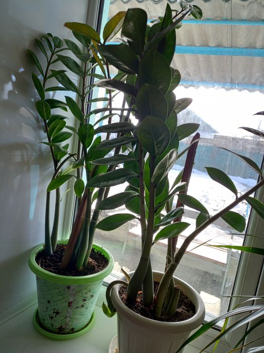 Продам цветы долларовое дерево