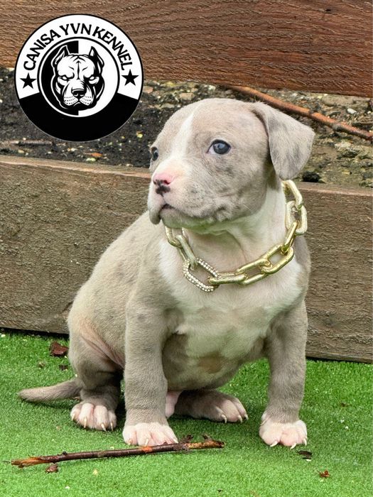 Mascul amstaff blue merle