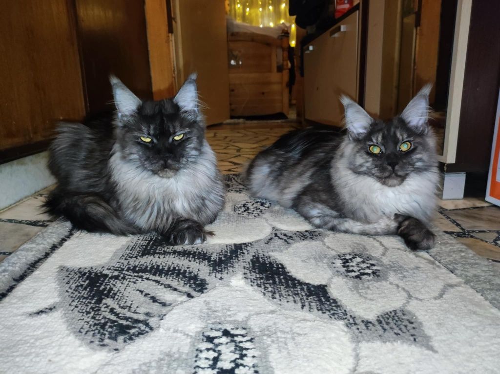 Мейн Куун котенца