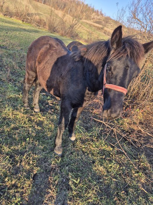 Vând manz de 8 luni