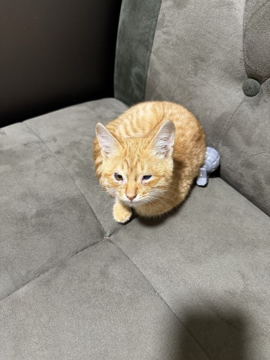 Отдам милого котеночка
