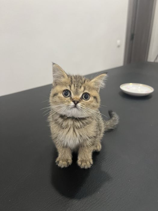 Продаются шотландские котята