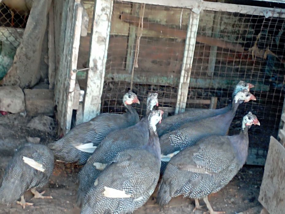 Сисаркалар хўроз макиён