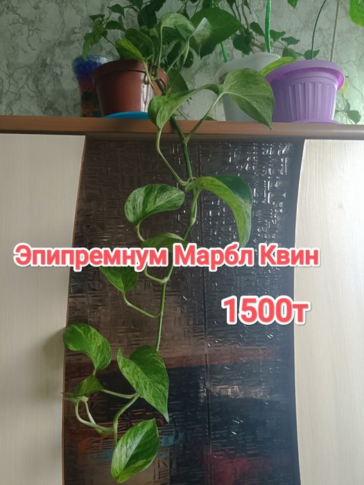 Эпипремнумы и филодендрон.кжби