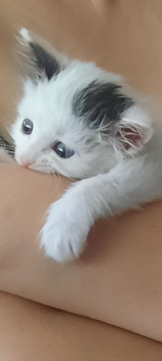 Отдам в добрые руки котенка (девочк