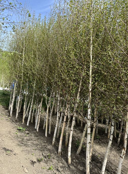 Mesteacăn, frasin, pin,jugastru, arțar, tei mirositor