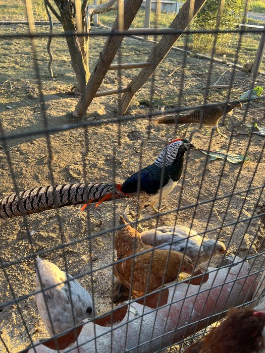 O pereche de fazani si o pereche de motate olandeze