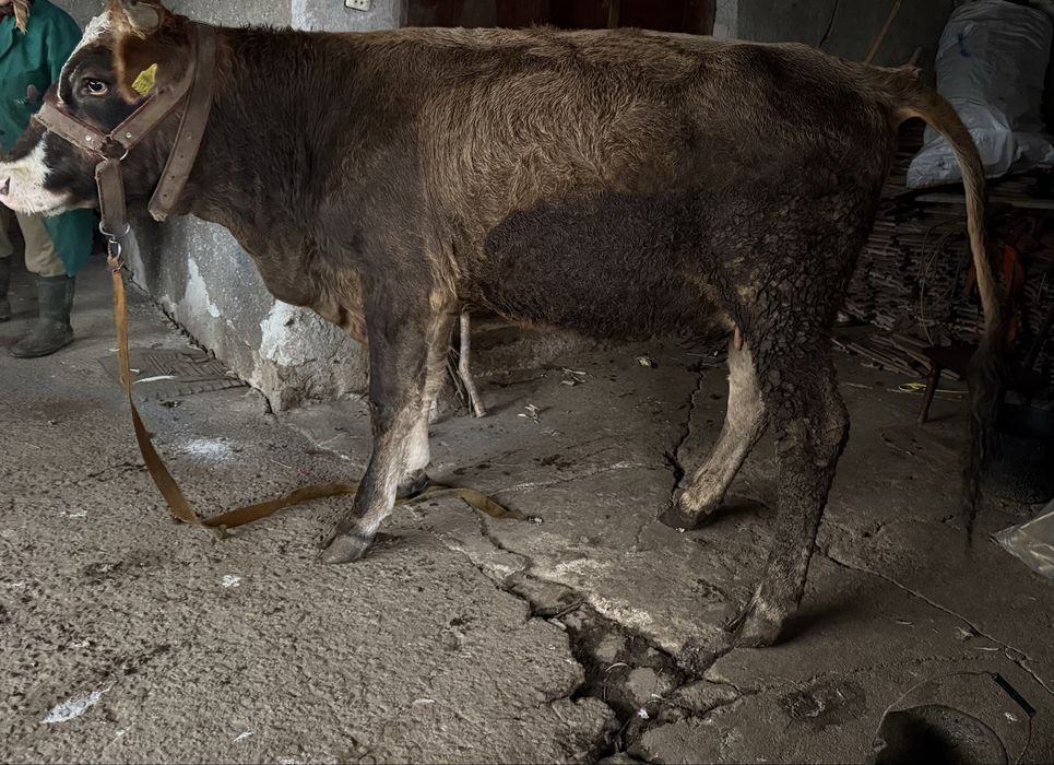 Vand junica de taiere