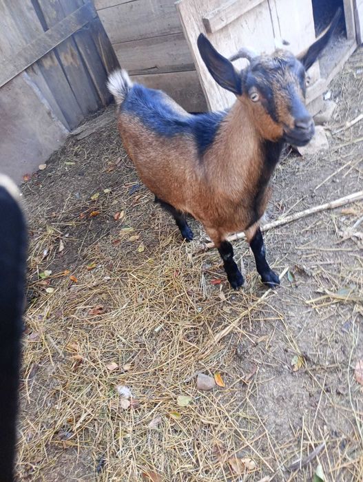 Vând iadă alpina franceza