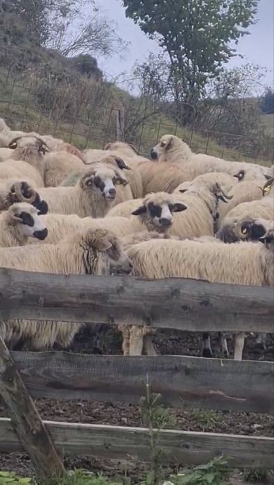 Vând 110 oi și 3 berbeci cu pedigree