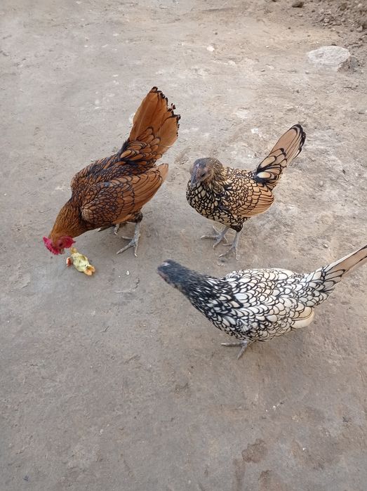 1 ta xoroz 2 ta tovuq