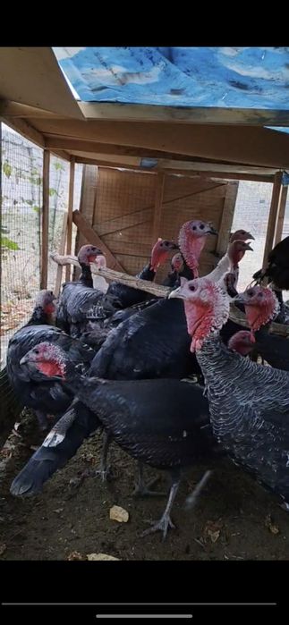 курка сотилади Тошкент