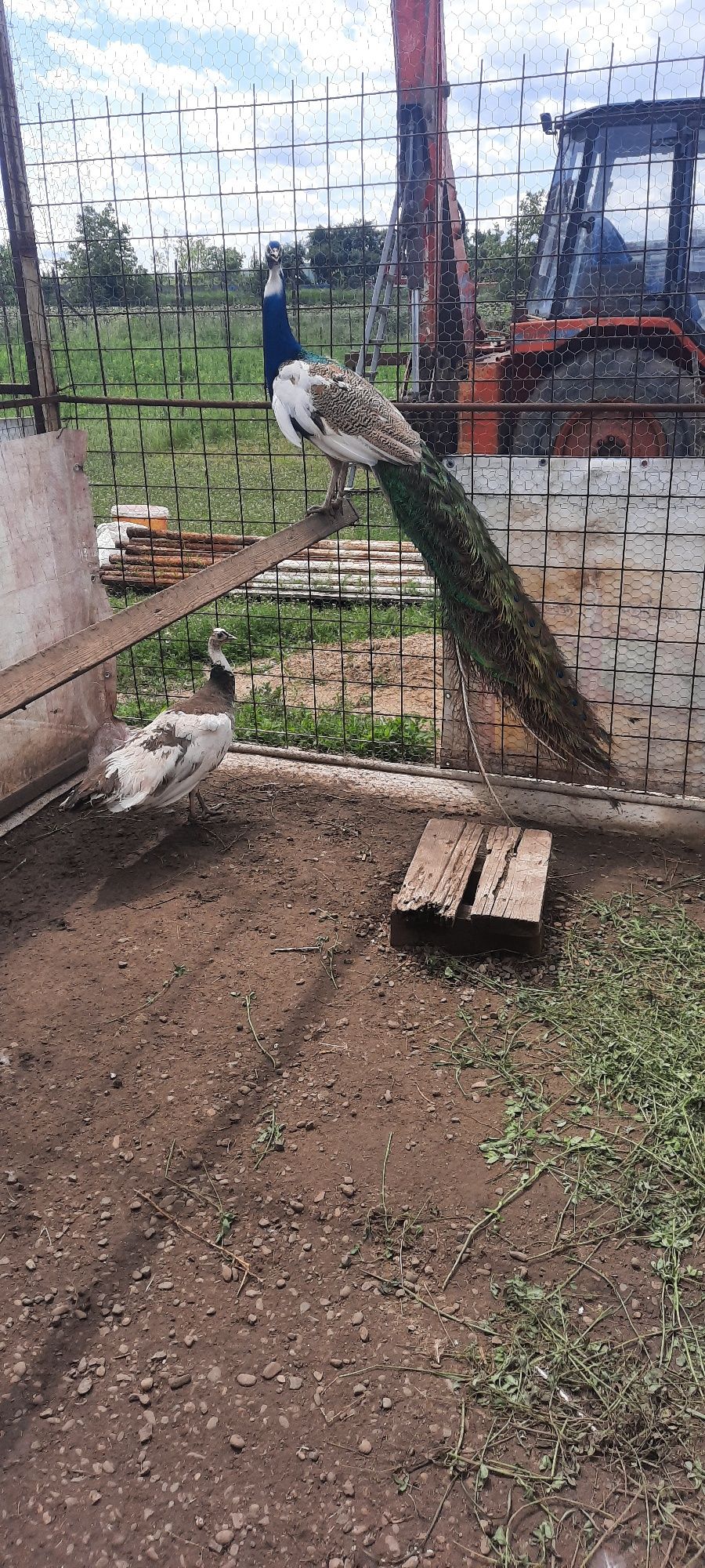 Vând pauni ,ouă și puișori