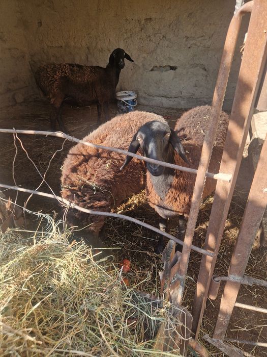 Куйлар сотилади  экзак