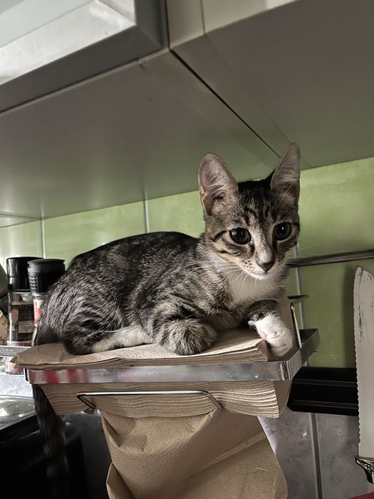 Daonatie/adoptie pisici