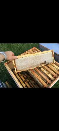 Vând familii de albine sau roi selecționați