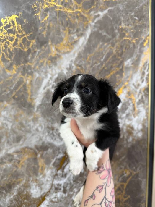 Отдам щенков даром в хорошие руки