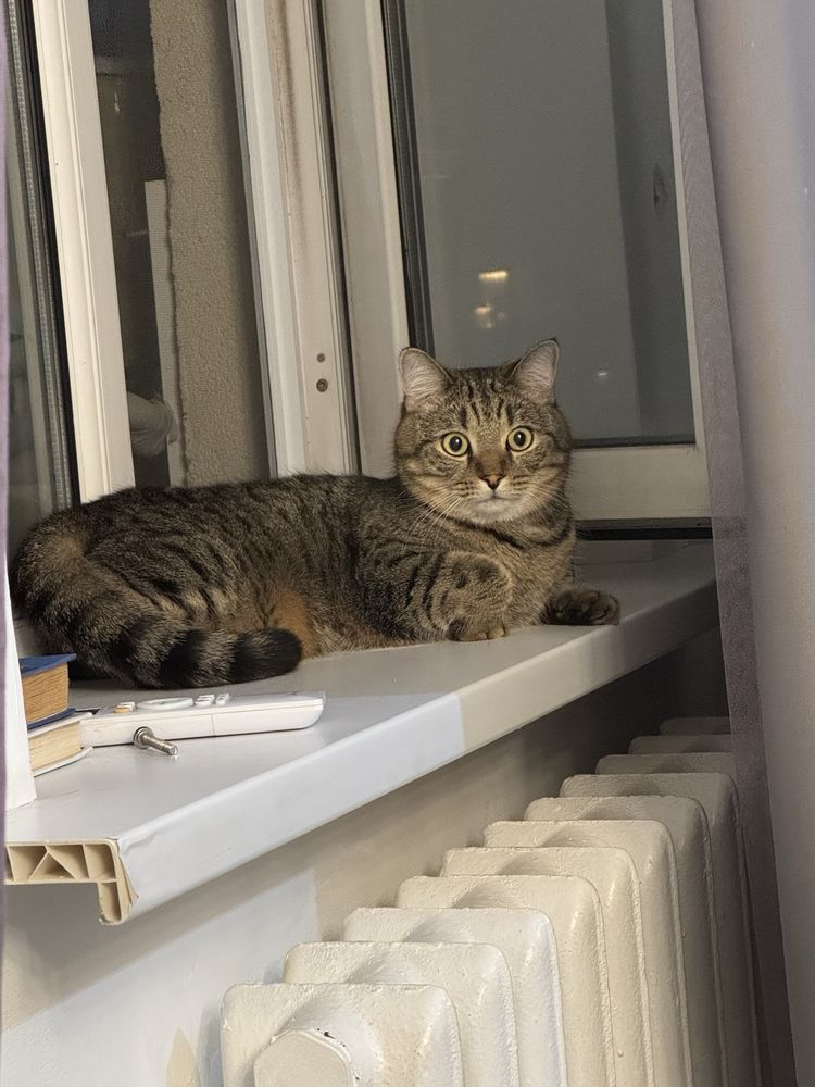 Отдам даром кота