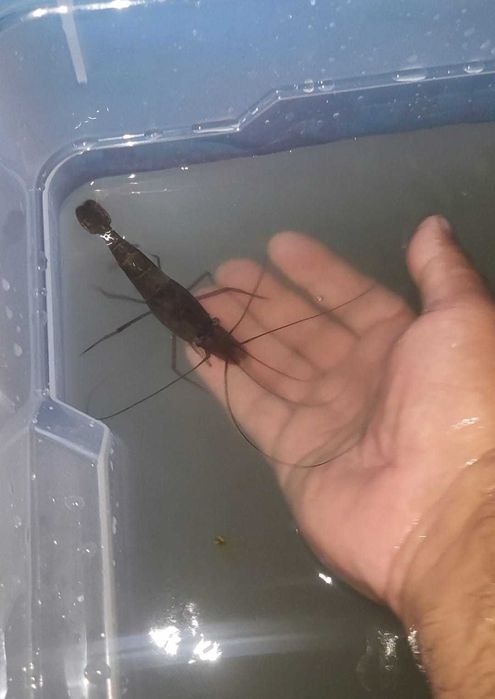 Creveti asiatici de apa dulce