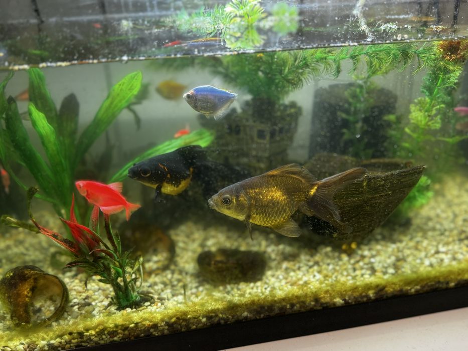 Acvariu pesti 60 L