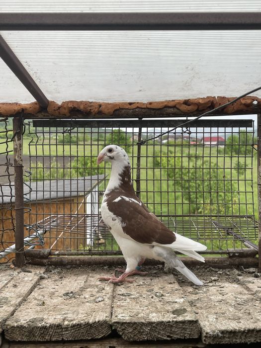 Vand  voiajori germani, pui. (simi)