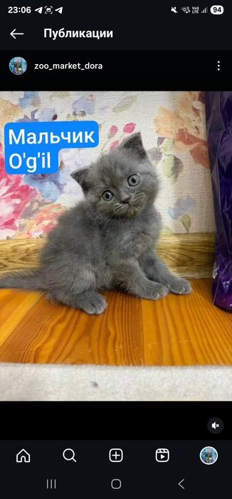 Shatlanskiy skotsh strayt