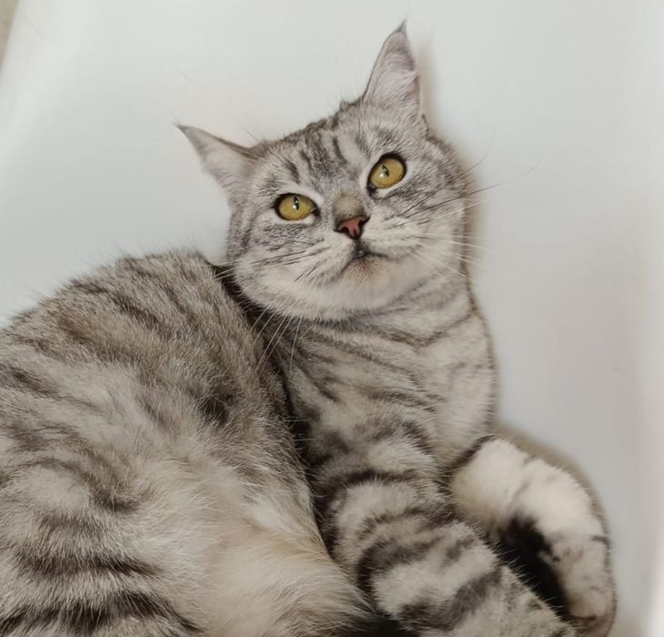 Очаровательная Дымка!