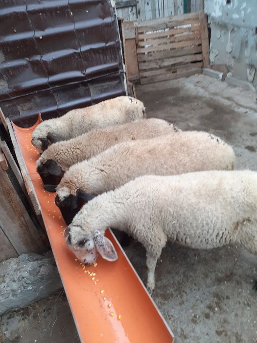 Vand miei de diferite rase carabasa si bucalai la varsta de 4 luni