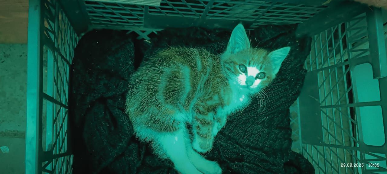 Котята полубританцы  девочки