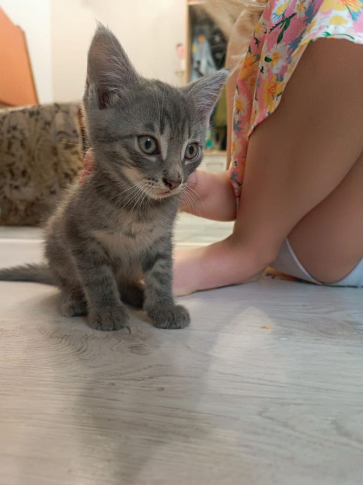 котята бесплатно
