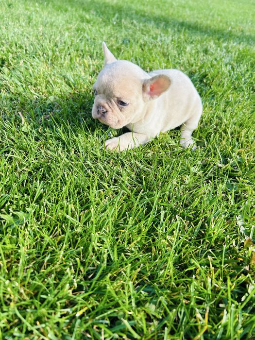 Френски Булдог 2025