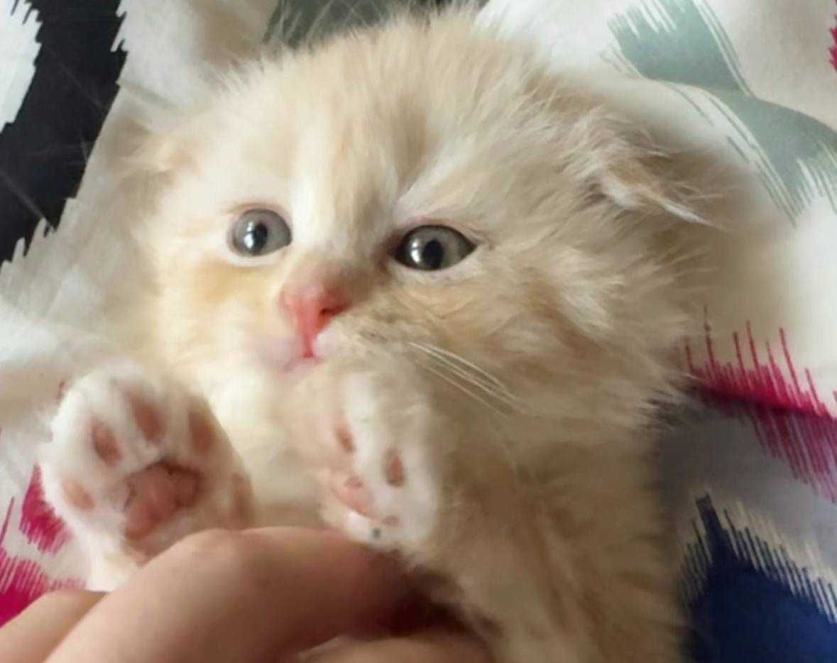 котята вислоухие скоттиш фолд