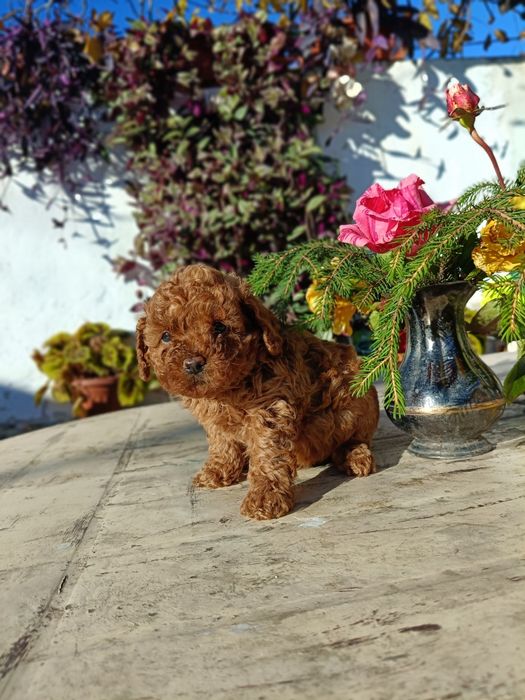 Той пудел(червен)