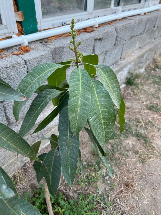 Привитые Саженцы Манго