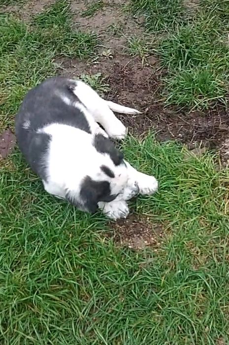 Femelă  de Asia Centrală.