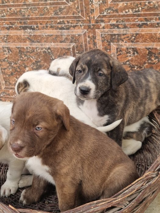 Pitbull..bollari sotiladi garantyasi bor tozza narsalar.
