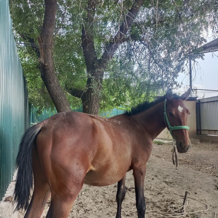 Жабагы тай 10 айлык