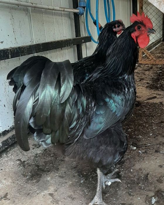 Cocoși australorp negru