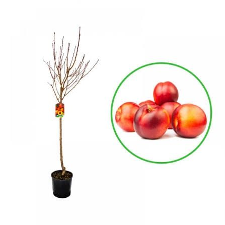 Nectarini Venus la ghiveci