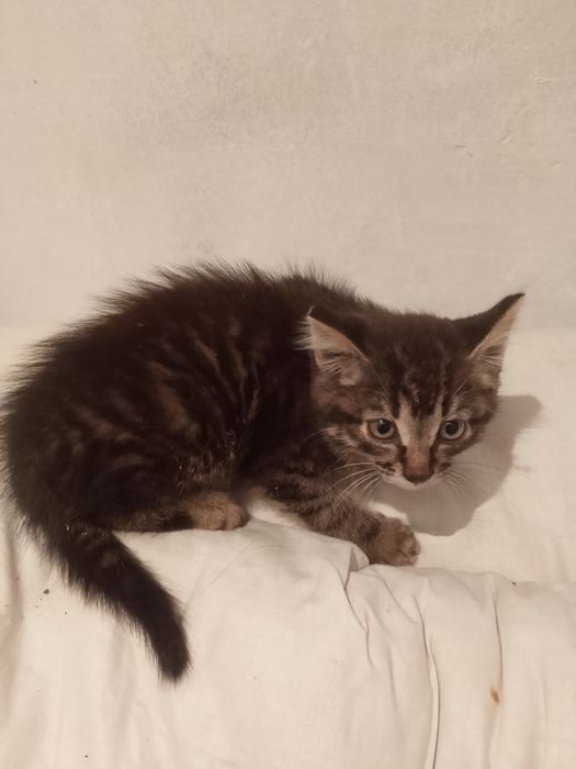 Отдам котенка 2 месяца